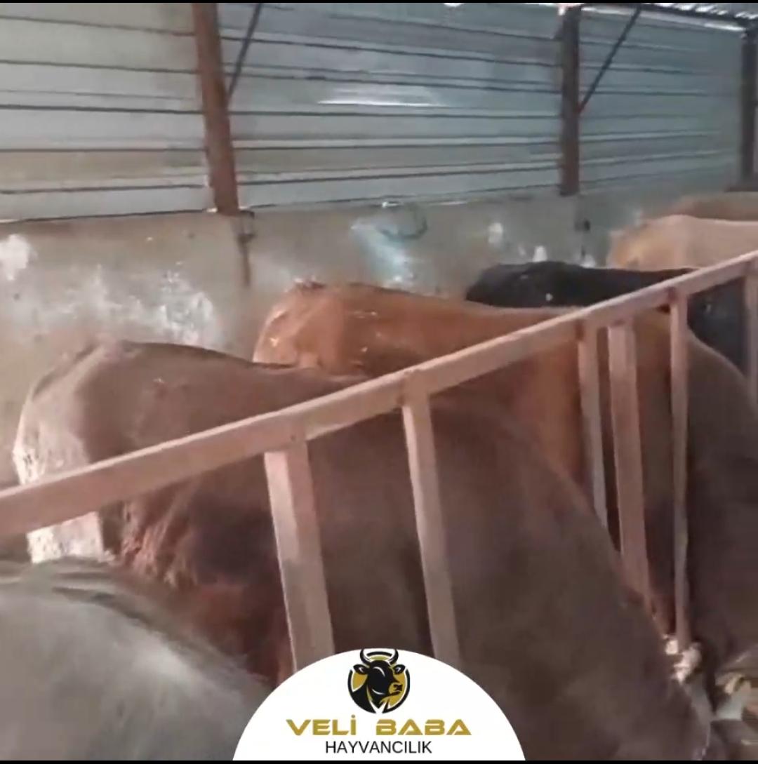 Veli Baba Çiftliği 